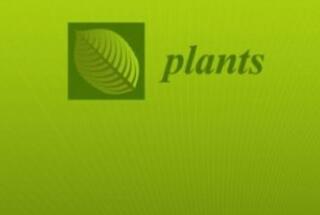 Dr. sc. Vinicije Lupis: Pionirsko etnobotaničko istraživanje Pelješca objavljeno u časopisu Plants