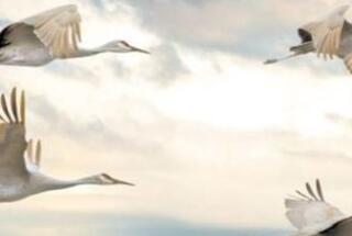 Predstavljanje pilot-studije “Croatia´s (hidden) potential – Highly skilled, young remigrants as agents of change”; Zagreb, 23. 11. 2023.