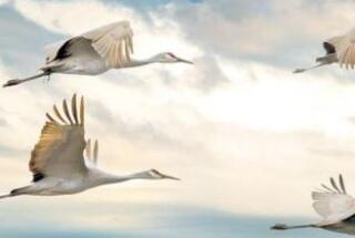 ELABORAT: CROATIA’S (HIDDEN) POTENTIAL – Highly skilled, young remigrants as agents of change